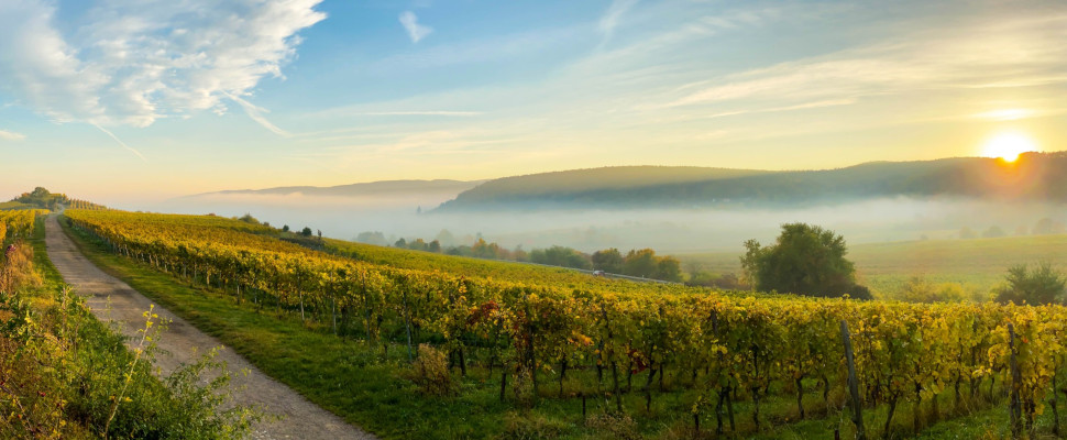 Sonnenuntergang in den Weinfeldern von Bad Dürkheim